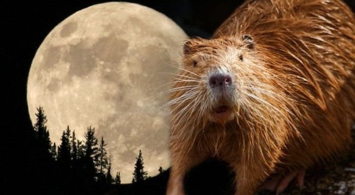 A beaver and the Beaver Moon