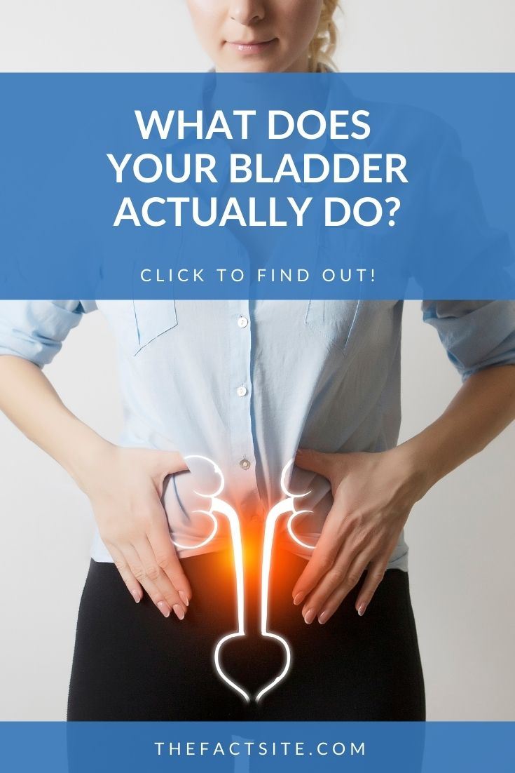 What Does Your Bladder Actually Do?