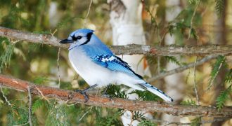 Facts about blue jay birds