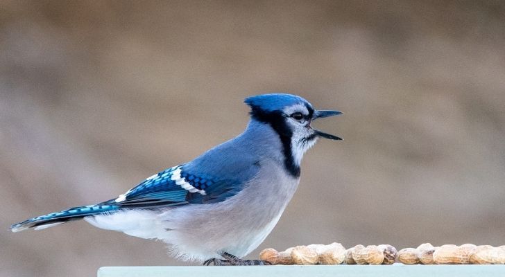 A hawking Blue jay bird