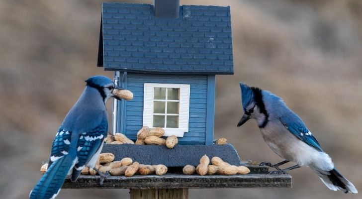 Two Blue jay birds standing on a bird house