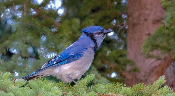 A Blue jay bird standing on a tree branch