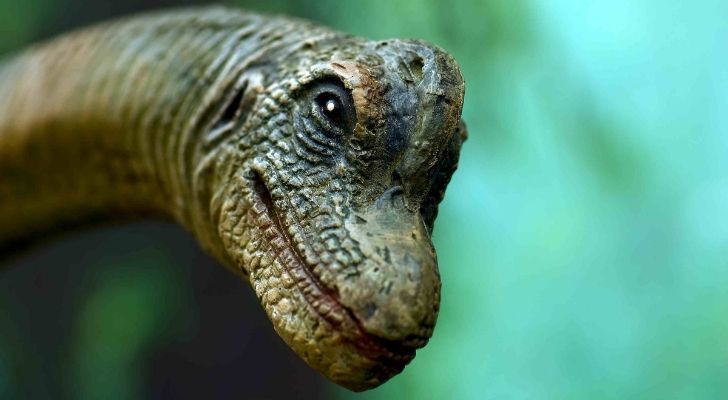 The Brontosaurus had nostrils on its head