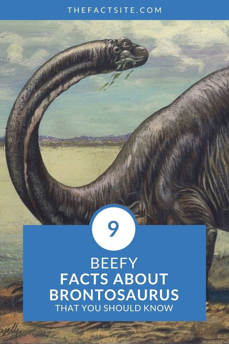 9 Beefy Facts About The Brontosaurus
