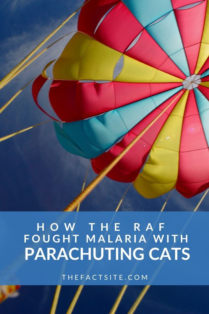 How The RAF Fought Malaria With Parachuting Cats