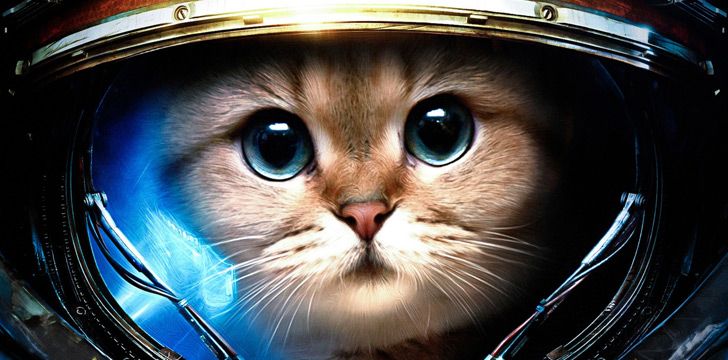The movement of falling cats is used as part of an astronaut’s training.