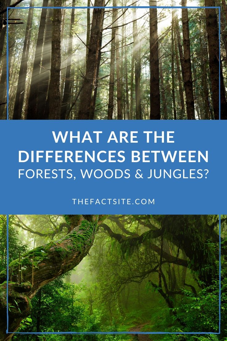 What Are The Differences Between Forests, Woods & Jungles?