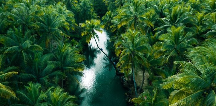 Image from the air of a busy jungle and a river passing through the trees.