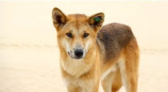 30 Facts About Dingoes