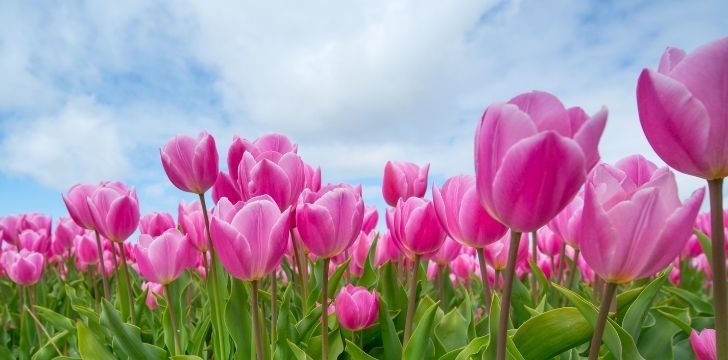 Up close pink tulips