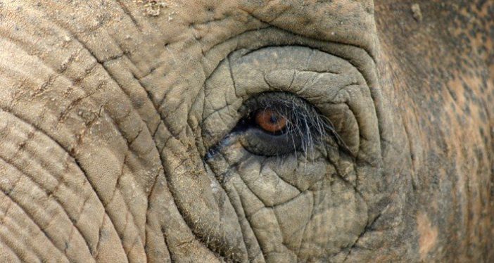Elephant Eye