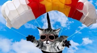 How the RAF fought malaria by parachuting cats