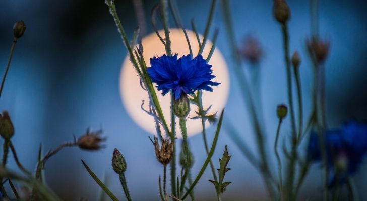 A pretty blue flower with the moon behind it in the sky