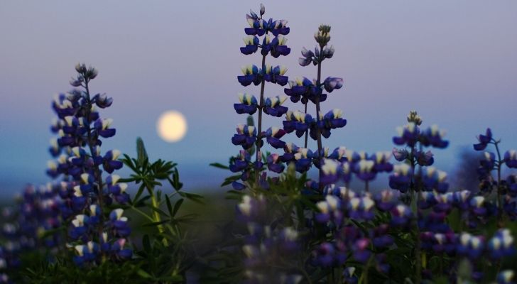 Purple blooming flowers with the moon behind
