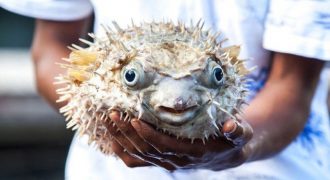 Fugu - Most Poisonous Food in the World