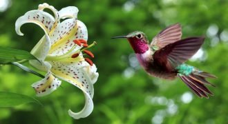 Facts all about hummingbirds