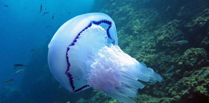 Jellyfish are 95% water.