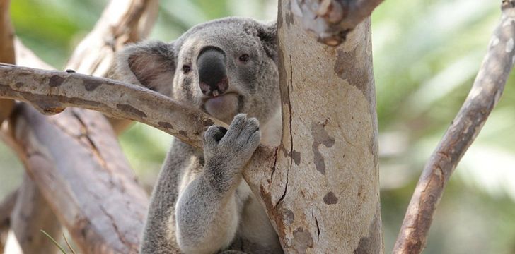 Koalas have unique fingerprints.
