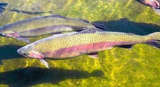 10 fishy facts about rainbow trout
