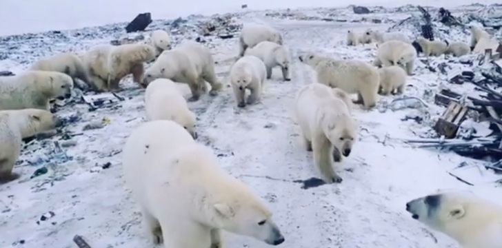 Many polar bears walking around