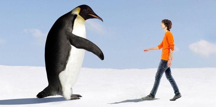 40 million years ago penguins were 6 feet tall.