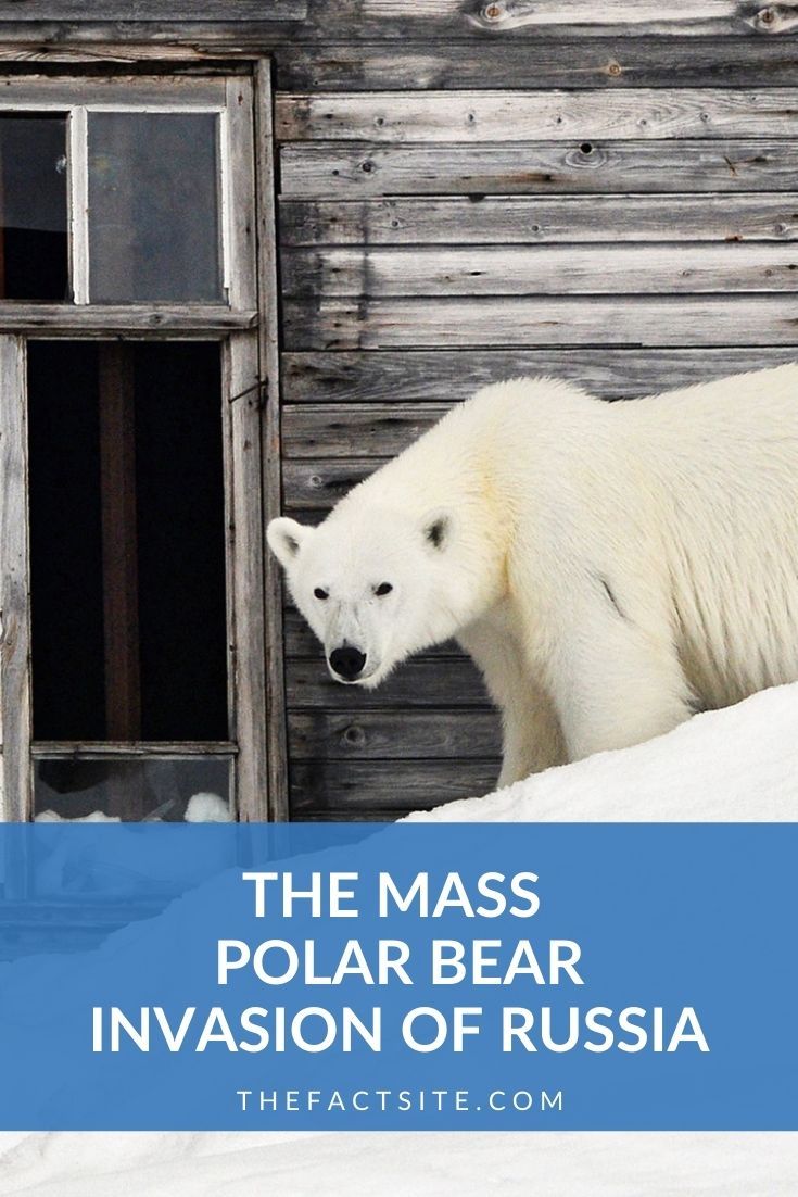 The Mass Polar Bear Invasion Of Russia