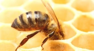 A closeup image of a honeycomb