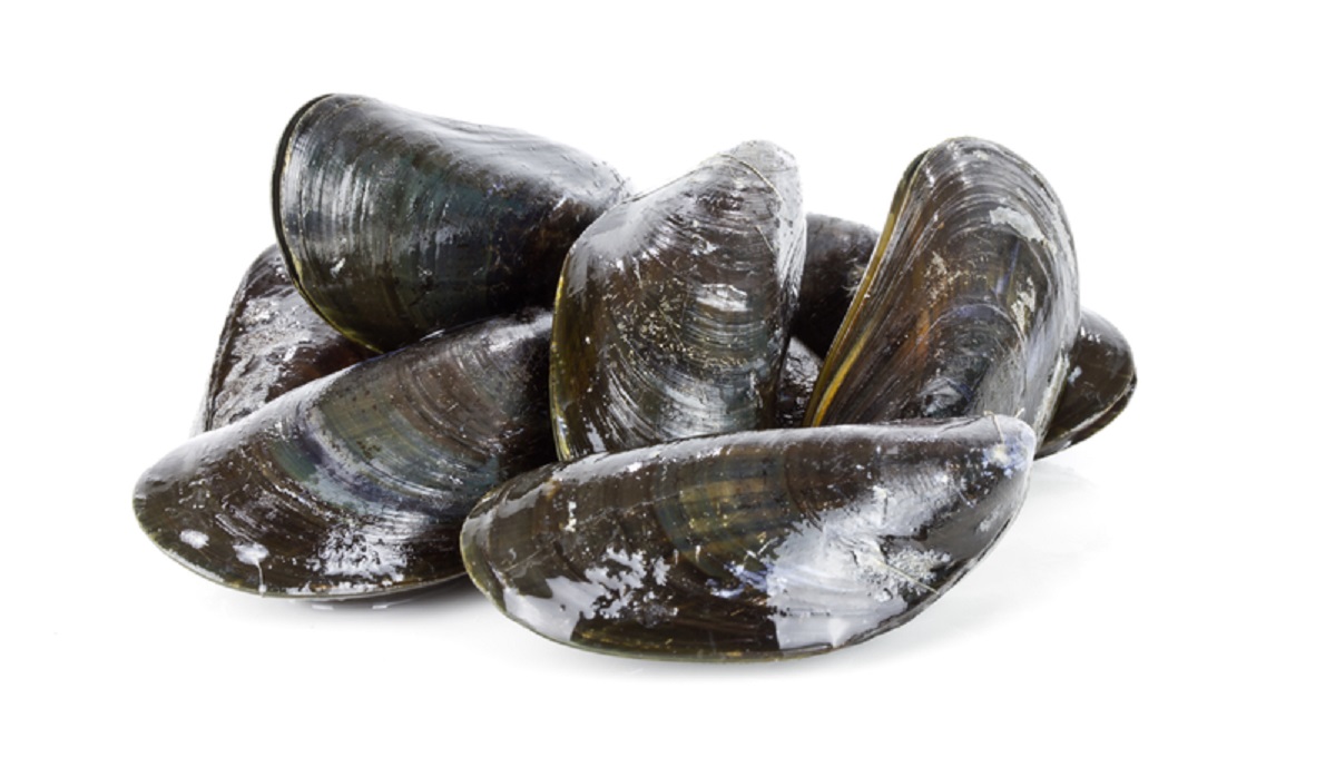 dreamstime_mussels bivalve molluscs seafood shellfish