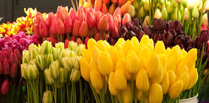 Tulips are edible.