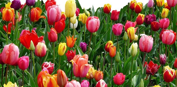 The different colors of tulips hold different meanings.